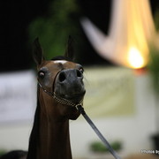 2010 Arabian Breeders World Cup