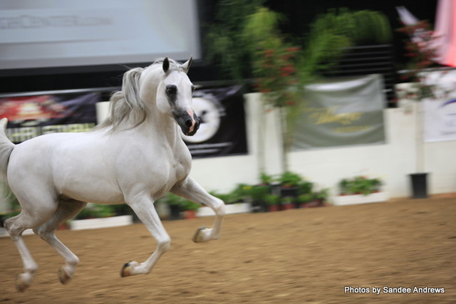 2010 Arabian Breeders World Cup