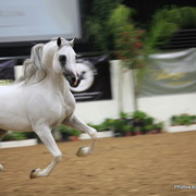 2010 Arabian Breeders World Cup