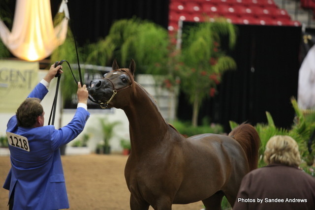 2010 Arabian Breeders World Cup