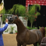 2010 Arabian Breeders World Cup