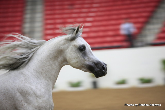 2010 Arabian Breeders World Cup