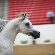 2010 Arabian Breeders World Cup