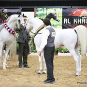 2010 Arabian Breeders World Cup