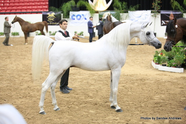 2010 Arabian Breeders World Cup