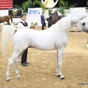 2010 Arabian Breeders World Cup
