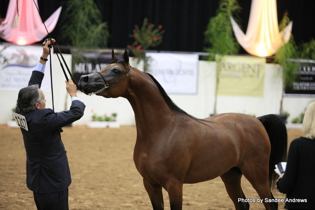 2010 Arabian Breeders World Cup