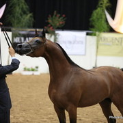 2010 Arabian Breeders World Cup