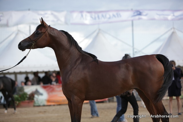 2010 Menton Arabian Horse Show