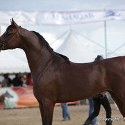2010 Menton Arabian Horse Show