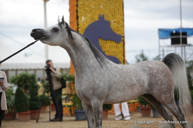 2010 Menton Arabian Horse Show