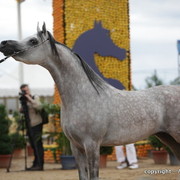 2010 Menton Arabian Horse Show