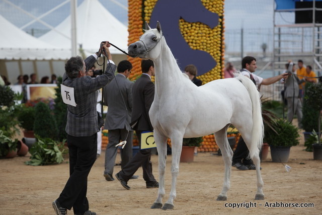 2010 Menton Arabian Horse Show