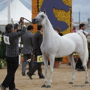 2010 Menton Arabian Horse Show