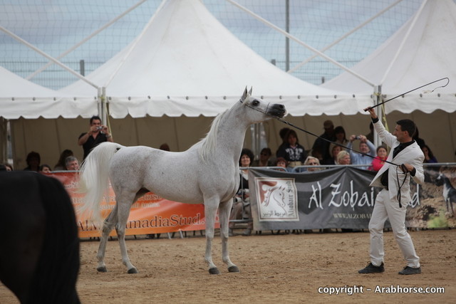 2010 Menton Arabian Horse Show
