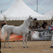 2010 Menton Arabian Horse Show