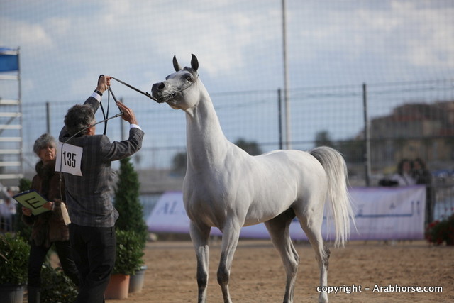 2010 Menton Arabian Horse Show