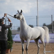 2010 Menton Arabian Horse Show