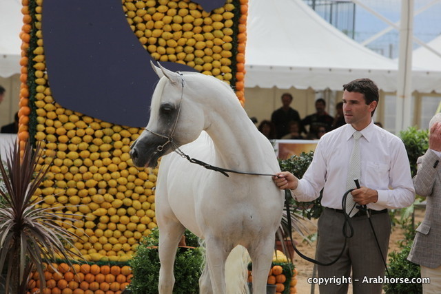 2010 Menton Arabian Horse Show