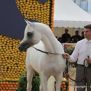 2010 Menton Arabian Horse Show