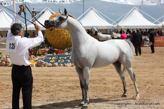 2010 Menton Arabian Horse Show