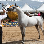 2010 Menton Arabian Horse Show