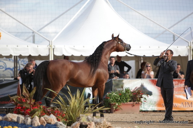 2010 Menton Arabian Horse Show