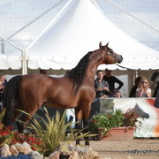 2010 Menton Arabian Horse Show