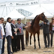 2010 Menton Arabian Horse Show