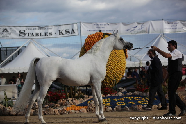 2010 Menton Arabian Horse Show