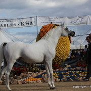 2010 Menton Arabian Horse Show