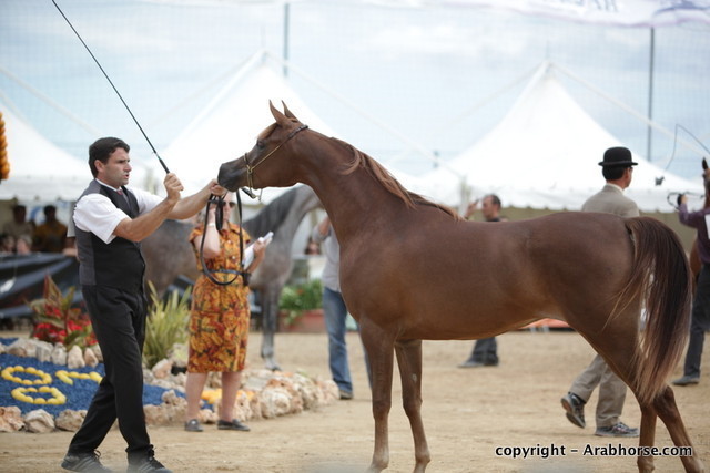 2010 Menton Arabian Horse Show