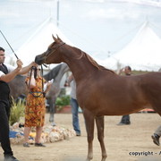 2010 Menton Arabian Horse Show