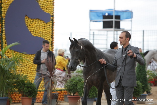 2010 Menton Arabian Horse Show