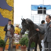 2010 Menton Arabian Horse Show