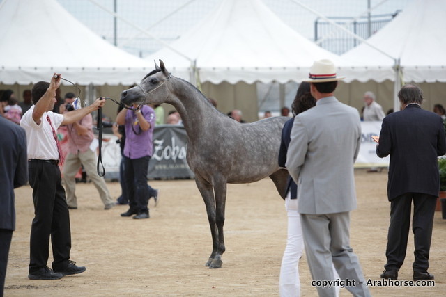 2010 Menton Arabian Horse Show