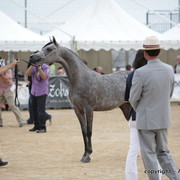 2010 Menton Arabian Horse Show
