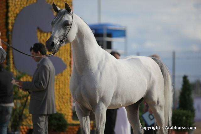 2010 Menton Arabian Horse Show