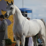 2010 Menton Arabian Horse Show