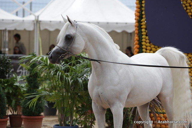 2010 Menton Arabian Horse Show