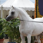 2010 Menton Arabian Horse Show