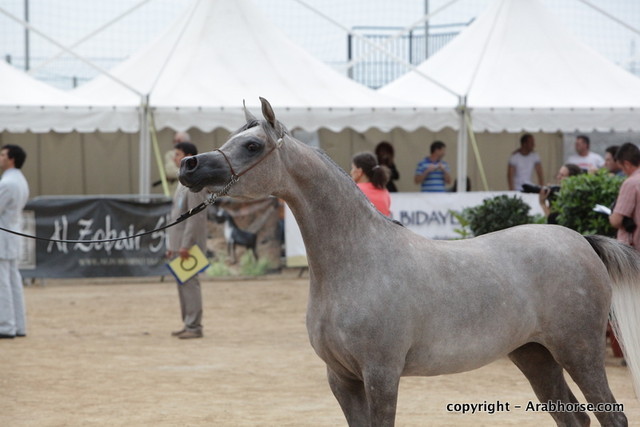 2010 Menton Arabian Horse Show