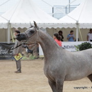 2010 Menton Arabian Horse Show