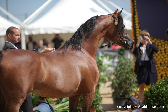 2010 Menton Arabian Horse Show