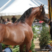 2010 Menton Arabian Horse Show