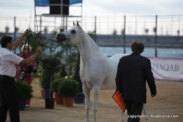 2010 Menton Arabian Horse Show