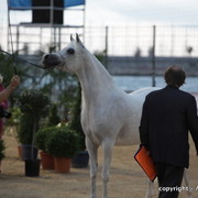 2010 Menton Arabian Horse Show