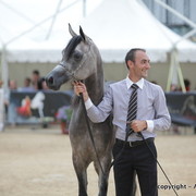 2010 Menton Arabian Horse Show