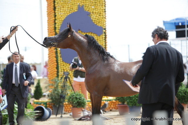 2010 Menton Arabian Horse Show