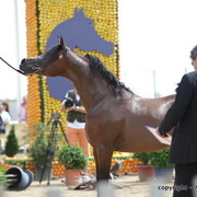 2010 Menton Arabian Horse Show